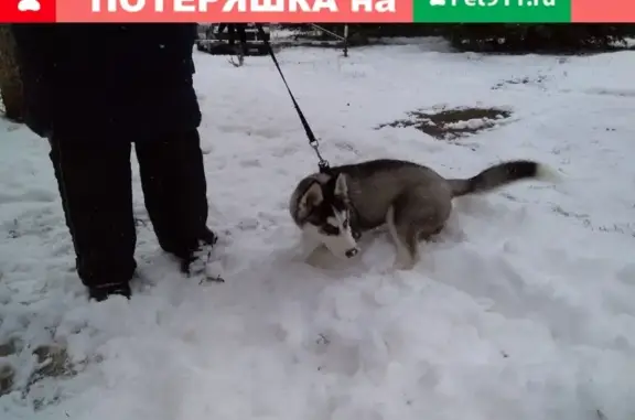 Найдена собака хаски в Чебоксарах, Гагаринский район