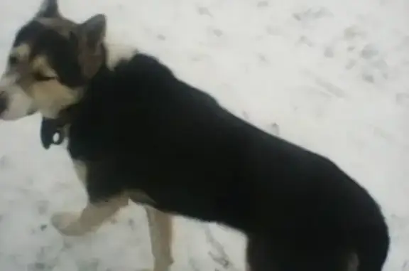 Найдена собака в деревне Поляны, Ярославская обл.