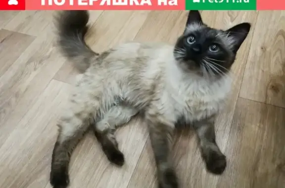 Найдена кошка на ул. Беринга в Мурманске