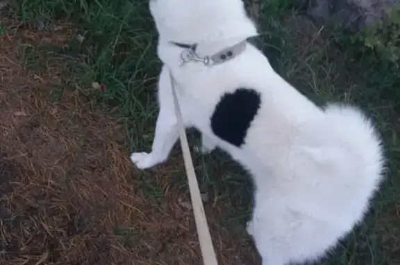 Собаки потеряшки, посёлок Импилахти, фото: Потеряшка собака Тор в Импилахти