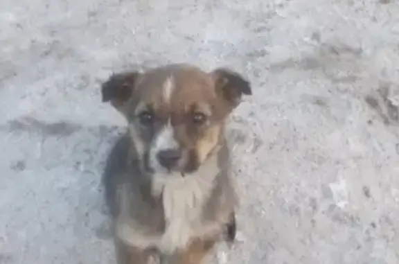Пропала собака в Черемхово: щенок Малыш, помогите найти!
