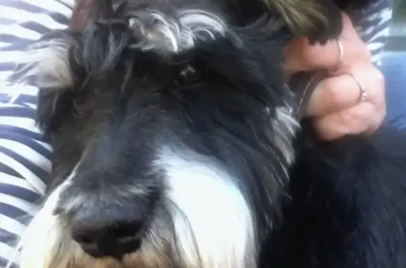 Пропала собака Круз в Каменск-Шахтинском