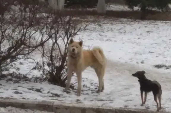 Найдена собака породы Акита на Советском рынке в Брянске