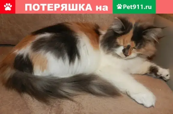 Кошки потеряшки, Путевка, фото: Потеряшка кошка в поселке Путевка, ул. Садовая, д. 27, подъезд 8