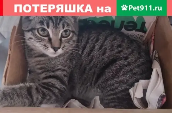 Пропала кошка на пр. Победы, 81 в Череповце