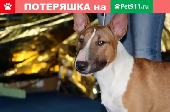 Пропала собака Таки в деревне Лукино, Красноярский край
