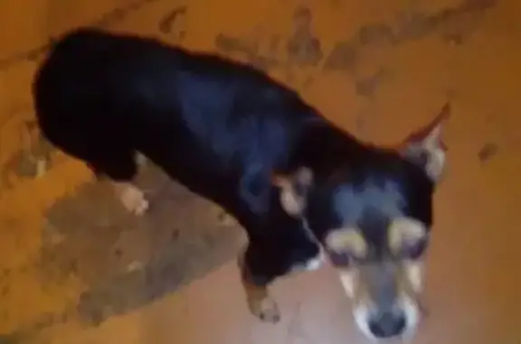 Собака найдена в районе сбербанка г. Калтан