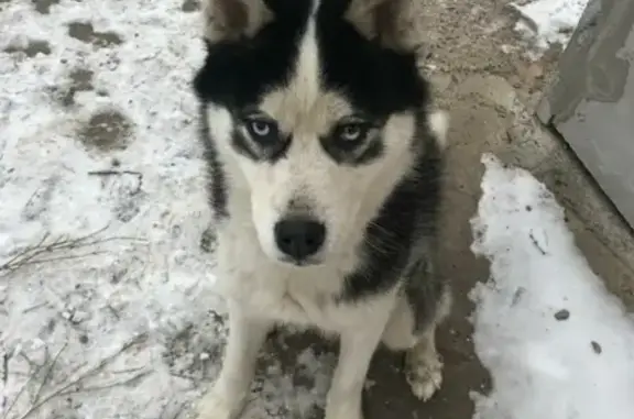 Найдена собака в Газодобытчиков, Оренбург, звоните