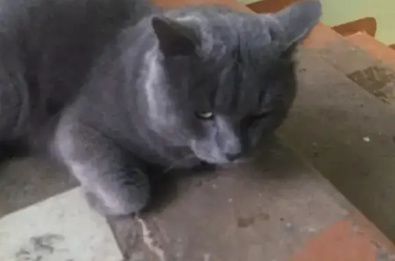 Найден кот в районе Центрального рынка, тел. Елена (Киров)