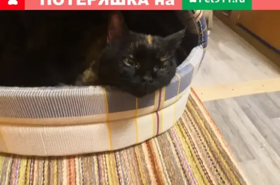 Найдена здоровая кошка в Москве.