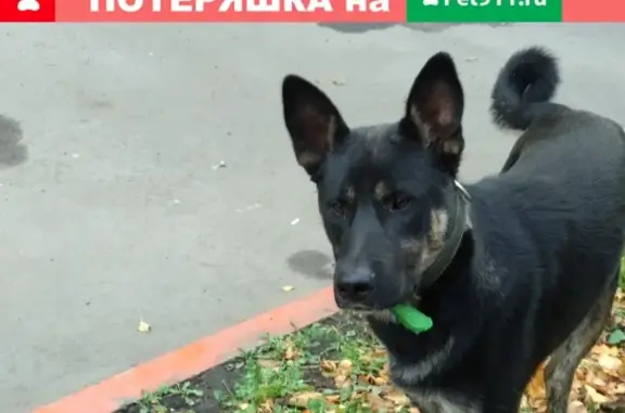 Найдена собака в Красногвардейском районе СПб