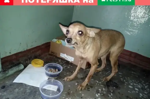 Найдена собака на ул. Устиновича 1б, нужна помощь