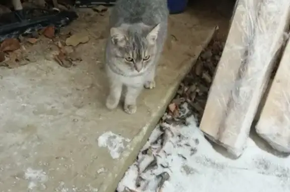 Найдена кошка на ул.Студенческой