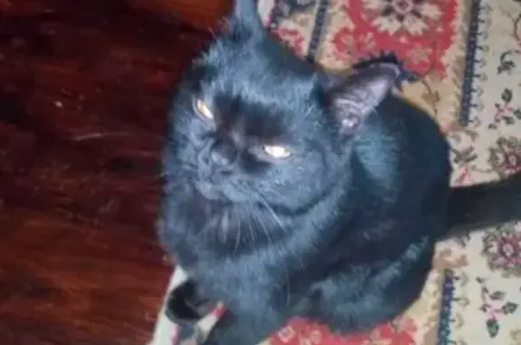 Найден черный кот по адресу в Ногинске