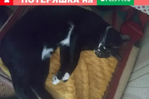 Пропал кот на улице Павлова, Нижегородская область
