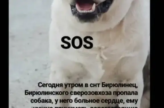 Пропала собака в Казани, помогите найти!