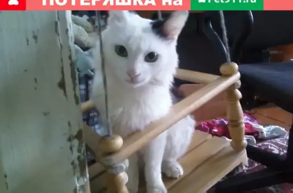 Пропала кошка в Г.Армавир, Краснодарский край