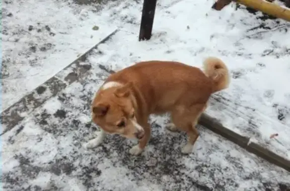 Найдена собака возле дома 12 на ул. Крайнова