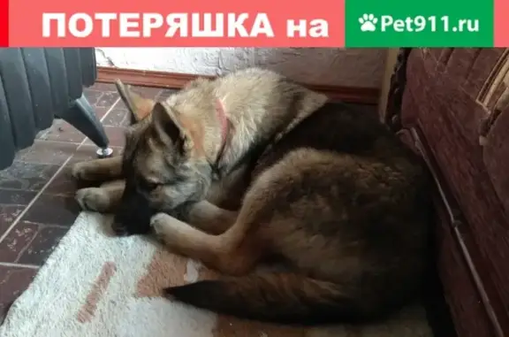 Найден щенок в деревне Калиновка, ищу хозяина.