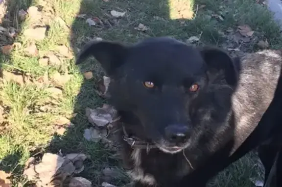 Найдена собака в Ставрополе
