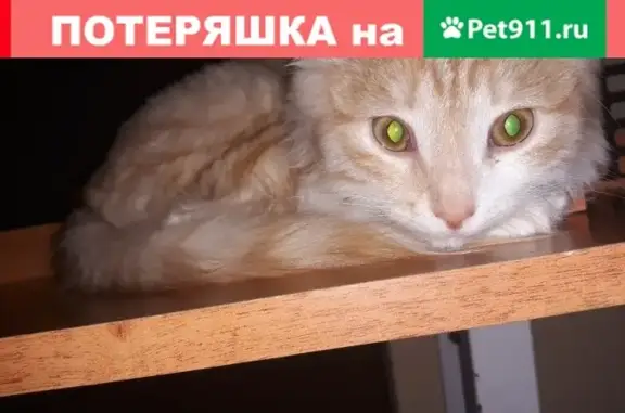 Пропал котенок ПЕРСИК на ул. Рабкоров 2/9, Воронеж.