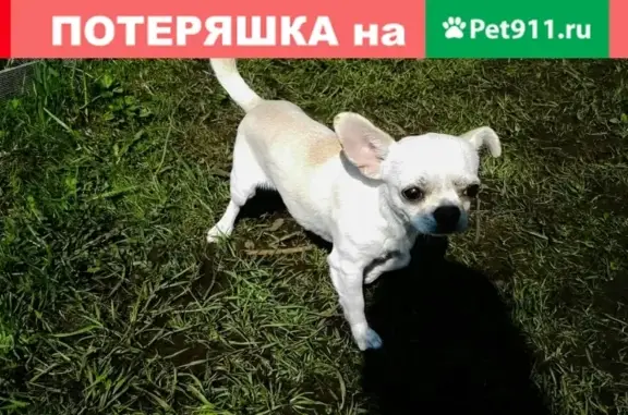 Пропала собака на улице Свободы, Октябрьской!