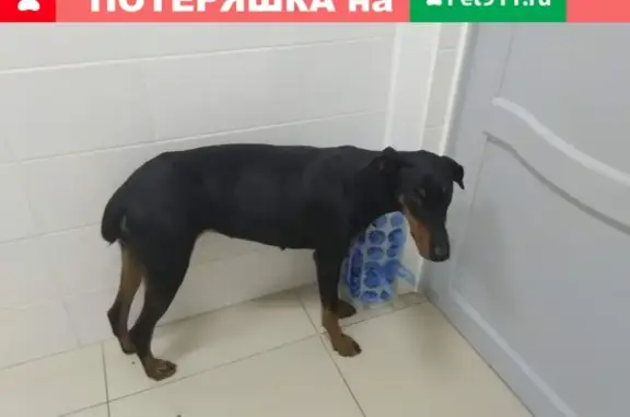 Найдена собака в Геленджике, порода Доберман, нужна помощь