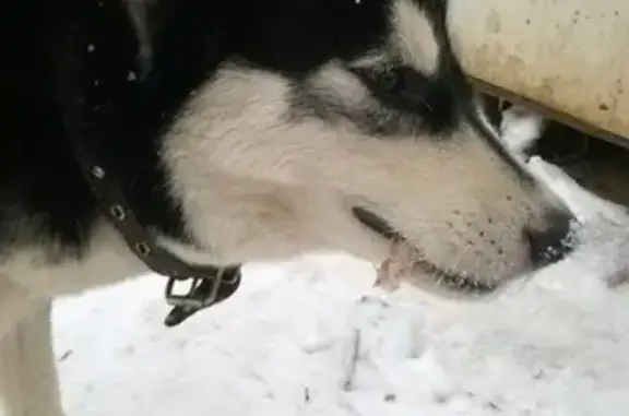 Собака с кожаным ошейником прибилась на стройку в Боре (Нижегородская область)