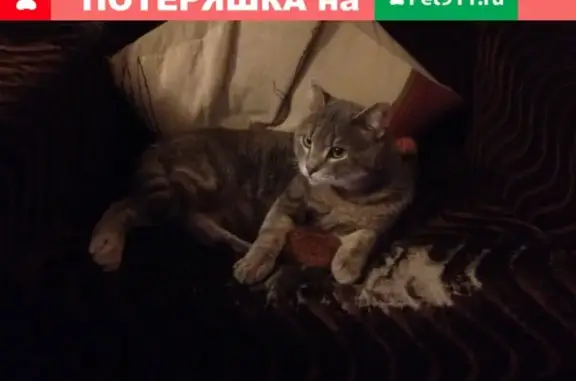 Найден кот на ул. 30 лет Победы 11 в Сургуте