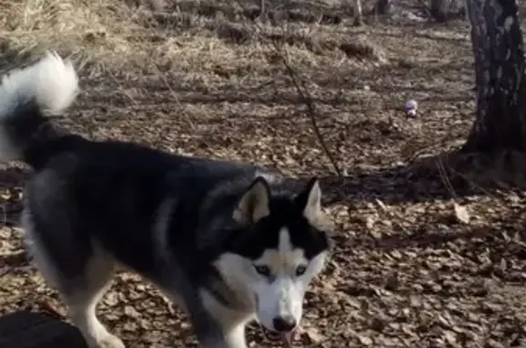 Пропала собака Рэй в Павлово, Нижегородская область