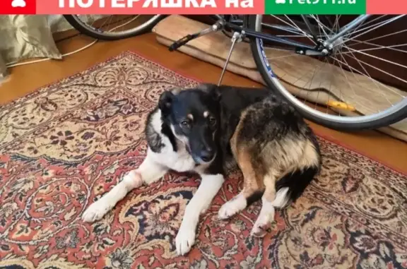 Пропала собака в Тейково, помогите найти!
