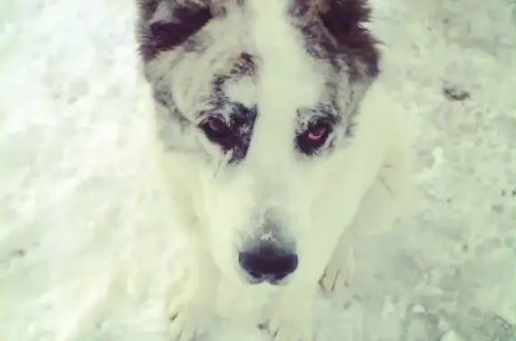 Пропала белая азиатская собака в Пятигорске, нужна помощь!