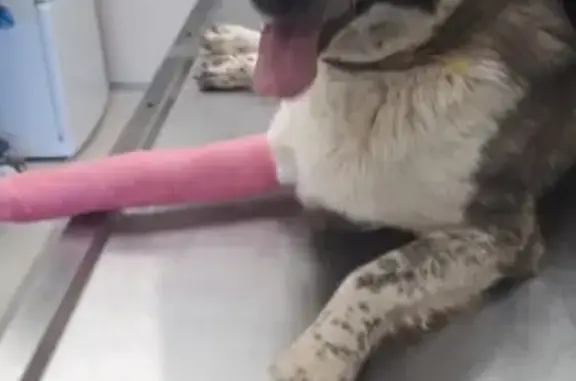 Пропал пёс Джостик с повязкой на лапе в Валдайском районе