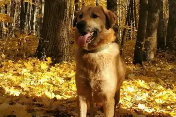 Пропала собака Василиса, Рязань.