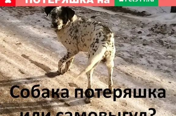 Найдена собака в районе Болотки, Канск