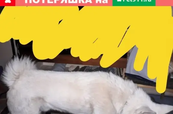 Найдена собака, Нижний Новгород, фото: Найдена собака на Мещере в Н. Новгороде