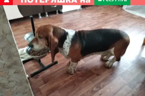 Найдена собака в Краснодаре, нужна помощь!