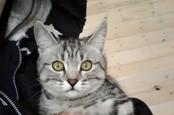 Срочно! Найдена кошка в Сызрани