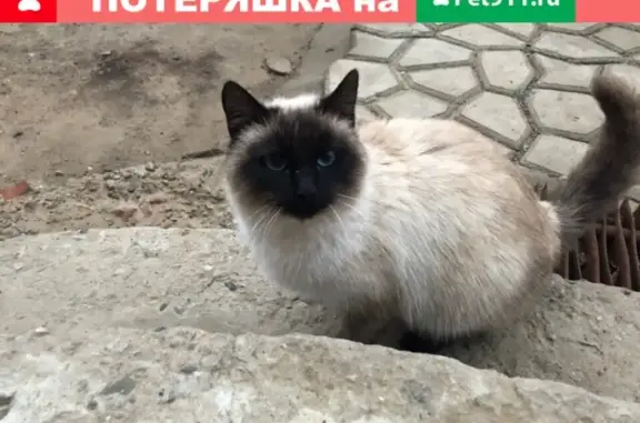 Потерянная кошка на Адм. Нахимова в Астрахани