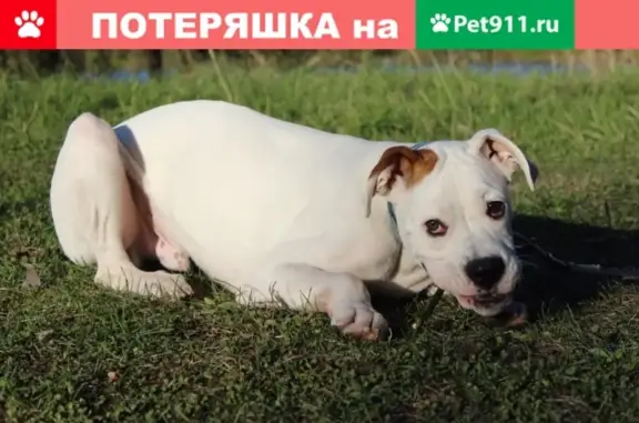 Пропала собака ЗЕВС в Электрогорске