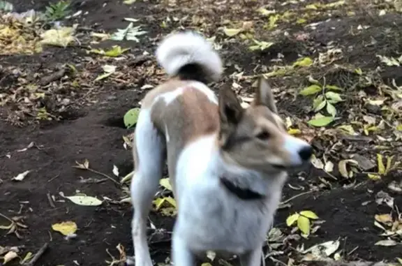 Собаки потеряшки, Староабдуловское, фото: Потеряшка собака в Тукаевском районе, вознаграждение гарантированно!