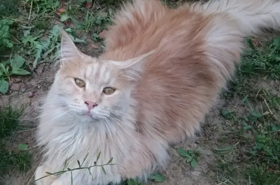 Пропала кошка породы мейн-кун в д. Новосельцево, Московская область.