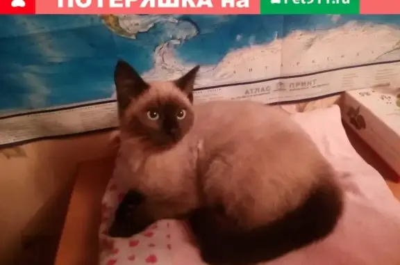 Найдена кошка #Калуга, район Азарово