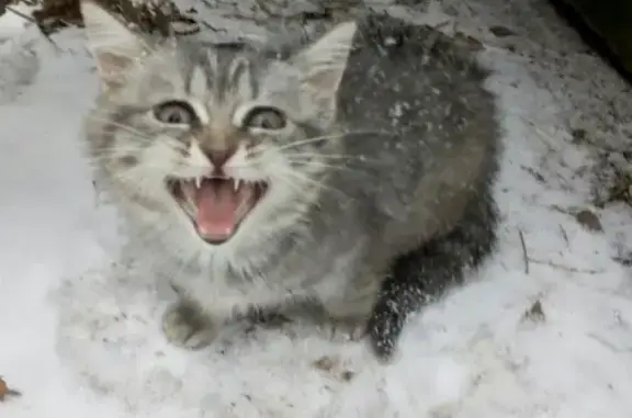 Найден котенок на ул. Чапаева в Бузулуке