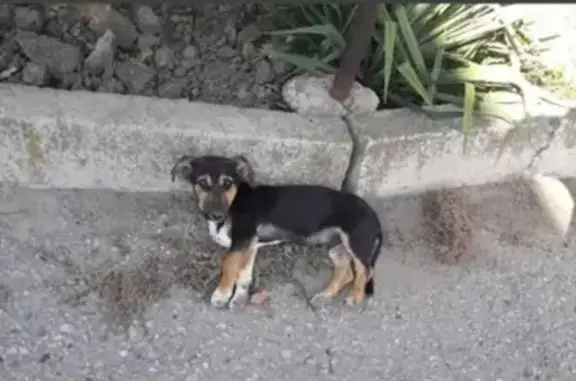 Пропала собака на улице Полковая в Славянске-на-Кубани