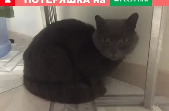 Найден котик в Томске, 2й мкр.