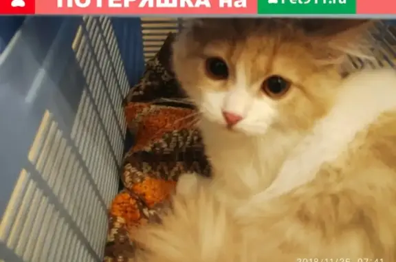 Найден бело-рыжий котик в В. Пышма, ул. Победы 11