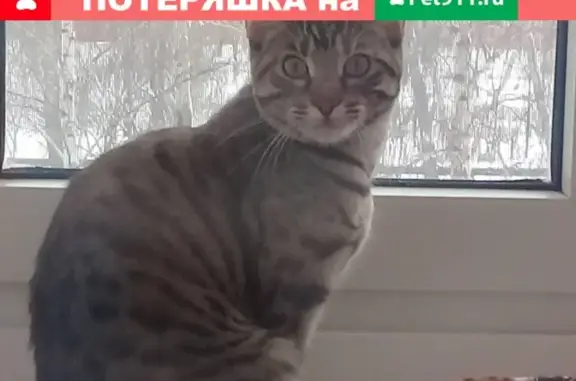 Найдена кошка в Сормовском районе, ищем хозяина