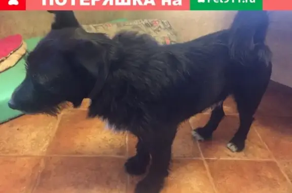 Найдена собака на пр. Маршала Жукова в СПб