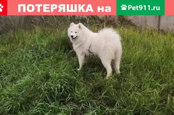 Пропала собака в Осиновке, Иркутская область